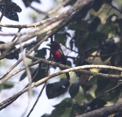 Cymbirhynchus macrorhynchos