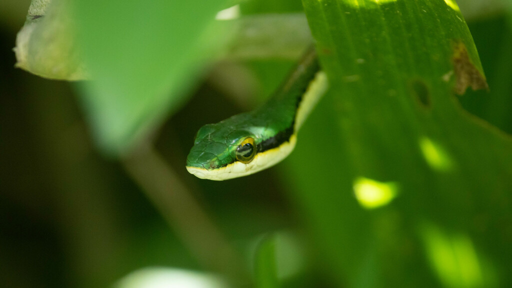 Mexican Parrot Snake from Municipio de Tulum, Q.R., México on June 18