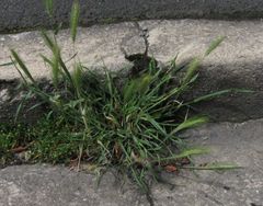 Hordeum murinum murinum