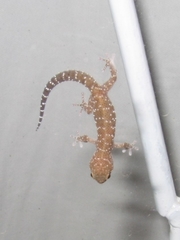 Pachydactylus capensis