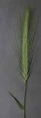 Hordeum murinum murinum