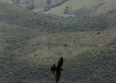 Streptoprocne biscutata