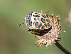 Sphaerocoris annulus