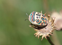 Sphaerocoris annulus
