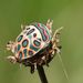Stink Bugs, Shield Bugs, and Allies - Photo (c) Alan Manson, some rights reserved (CC BY), uploaded by Alan Manson