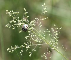 Sphaerocoris annulus