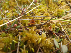 Myriosclerotinia sulcatula