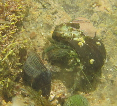 Pagurus novizealandiae