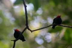 Ceratopipra rubrocapilla