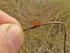 Myriosclerotinia sulcatula