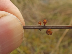 Myriosclerotinia sulcatula