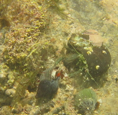 Pagurus novizealandiae