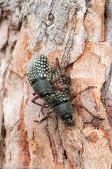 Catasarcus impressipennis