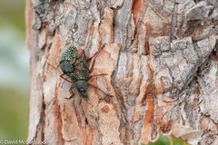 Catasarcus impressipennis