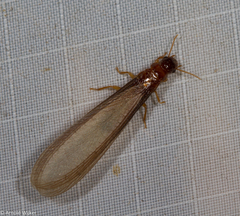 Kalotermitidae