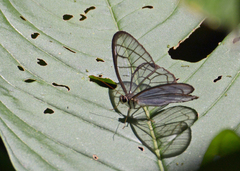 Dulcedo polita