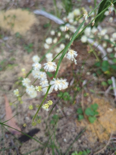 Image of Acacia willdenowiana by (c) Jack Pepper, some rights reserved (CC BY-SA)