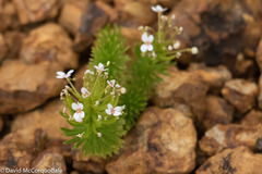 Stylidium adnatum