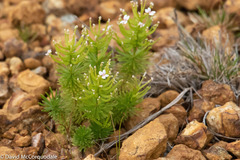 Stylidium adnatum
