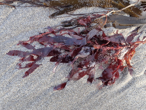 Dulse