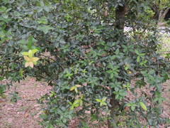 Quercus tarokoensis