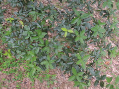 Quercus tarokoensis