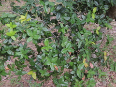 Quercus tarokoensis