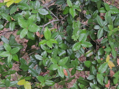 Quercus tarokoensis