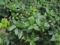 Quercus tarokoensis