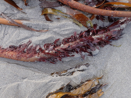 Dulse