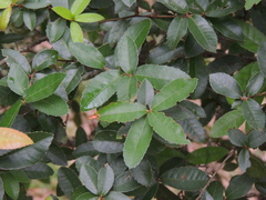 Quercus tarokoensis