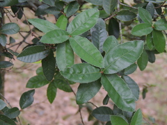 Quercus tarokoensis