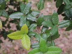 Quercus tarokoensis