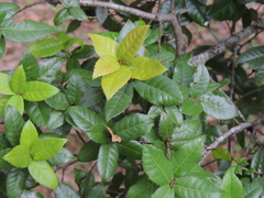 Quercus tarokoensis