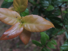 Quercus tarokoensis
