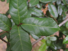 Quercus tarokoensis