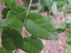 Quercus tarokoensis