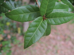 Quercus tarokoensis