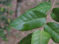 Quercus tarokoensis