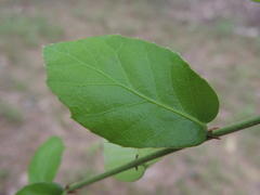 Quercus tarokoensis