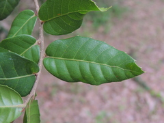 Quercus tarokoensis
