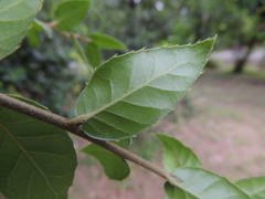 Quercus tarokoensis