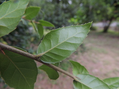 Quercus tarokoensis