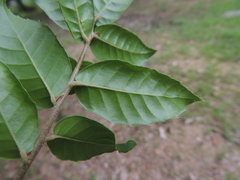 Quercus tarokoensis