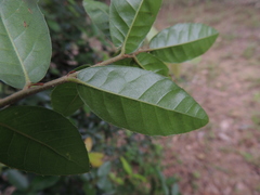 Quercus tarokoensis