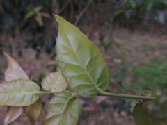 Quercus tarokoensis