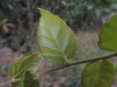 Quercus tarokoensis