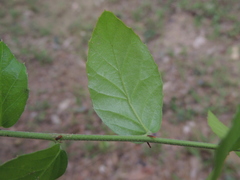 Quercus tarokoensis