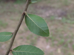 Quercus tarokoensis