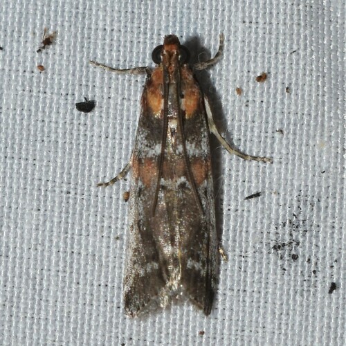 Rusty-banded Adelphia Moth photo 5